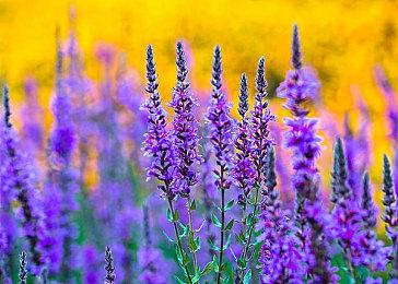 冒险解谜《整蛊鸦》将于8月15日 支持试玩